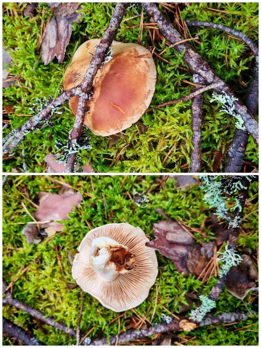 Вот такой гриб-обманщик мне попался. Когда увидела - обрадовалась, что белый. Сорвала - и нет, обман... 