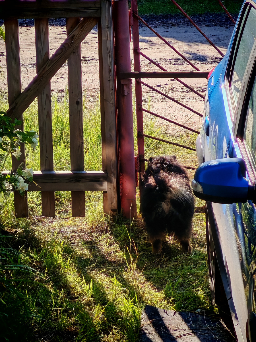 Коты не пройдут... 