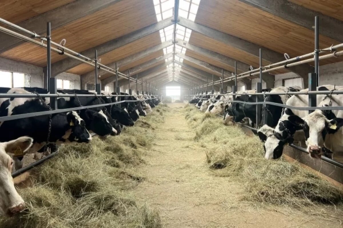    В Бурятии развивают молочное скотоводство голштинской породы