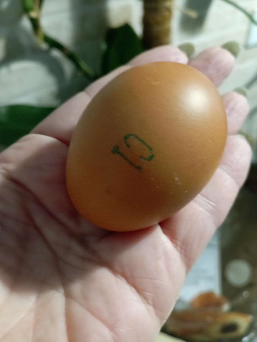 Вот. Яйца С1 за 39.90