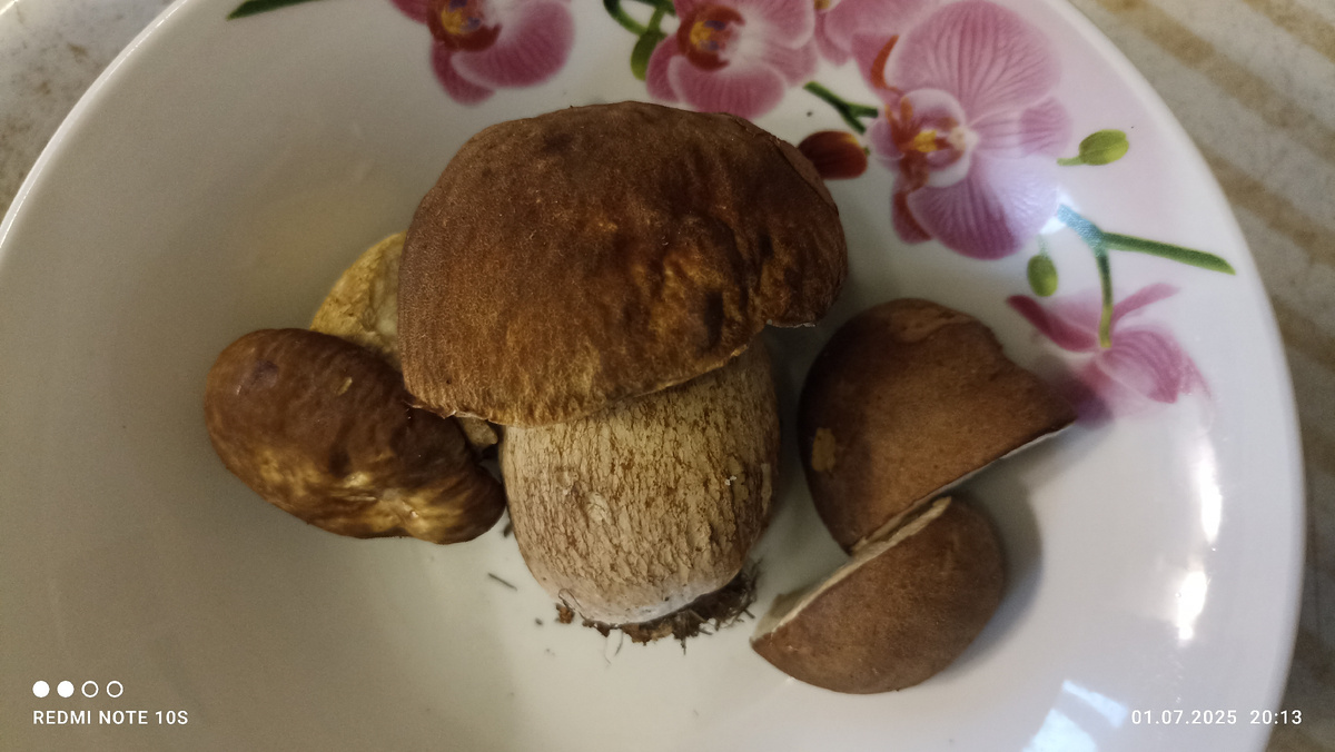 Нашли первые белые грибы. Фото автора.