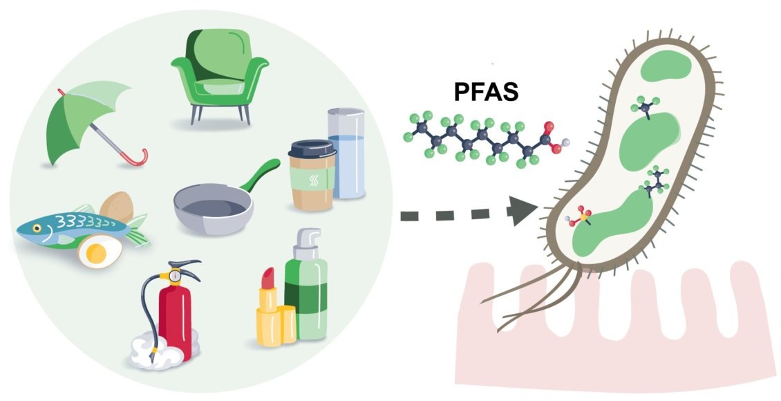    Изображение: Indra Roux and Rachel Fellows/ MRC Toxicology Unit