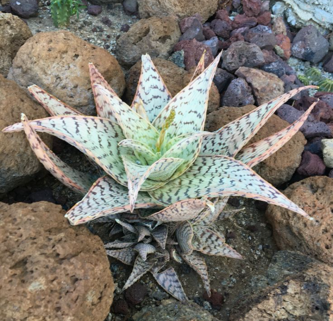 Aloe ‘Delta Lights’ , фото из интернета