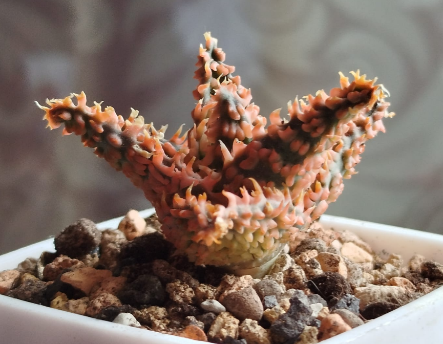 Подросшая детка гибридного алое. Без имени. Фото автора