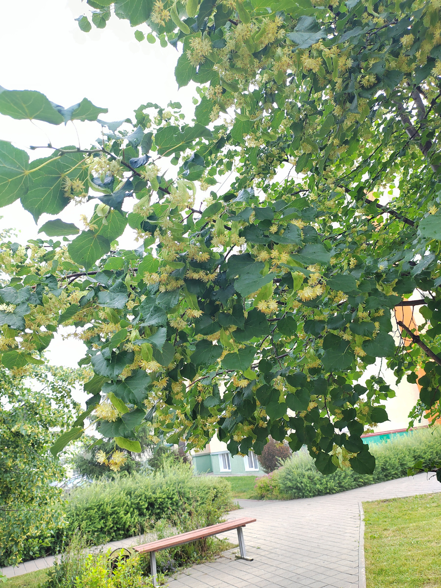 Липа во дворе                