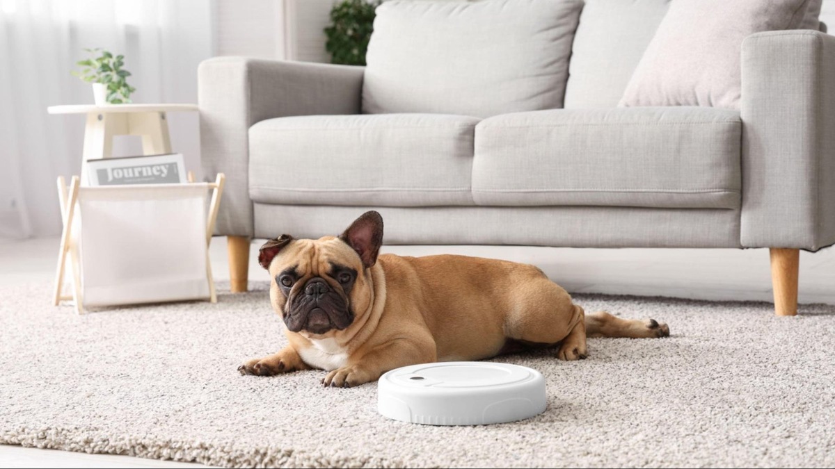    Уборка стала семейным делом — у кого-то новые хобби, у кого-то новые страхи.