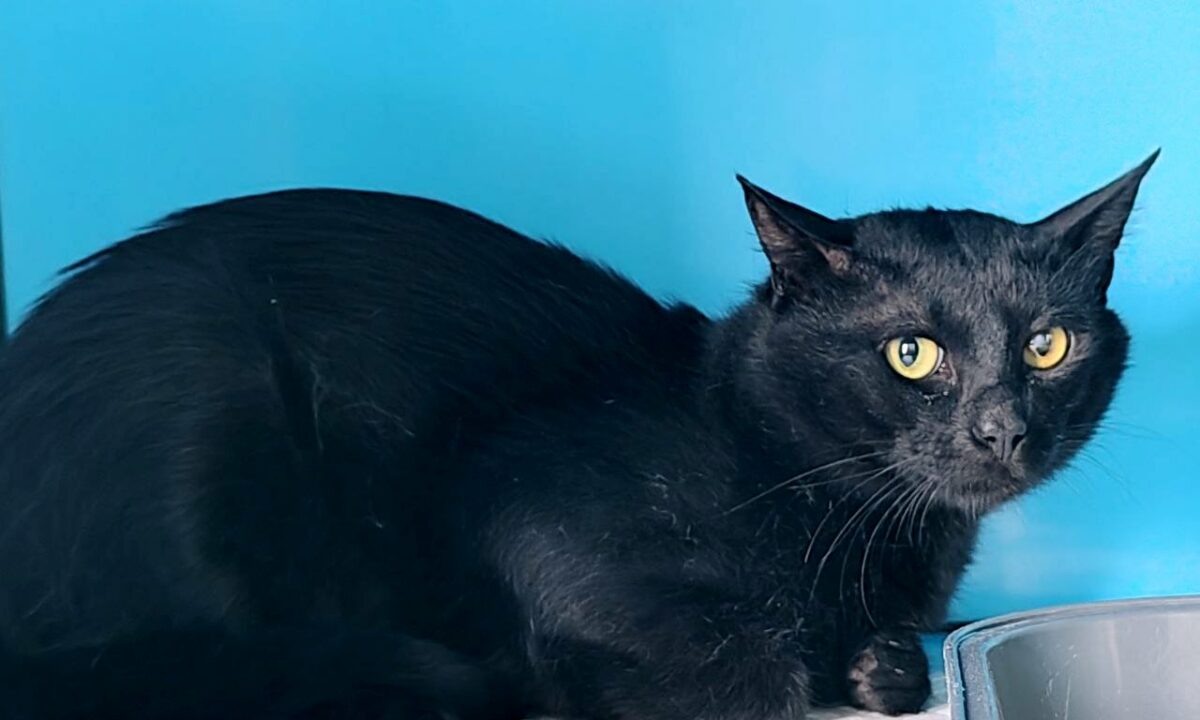    Фото пресс-службы Новороссийской таможни