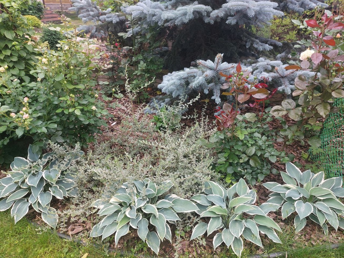 Вот она, вот она - соседкина...