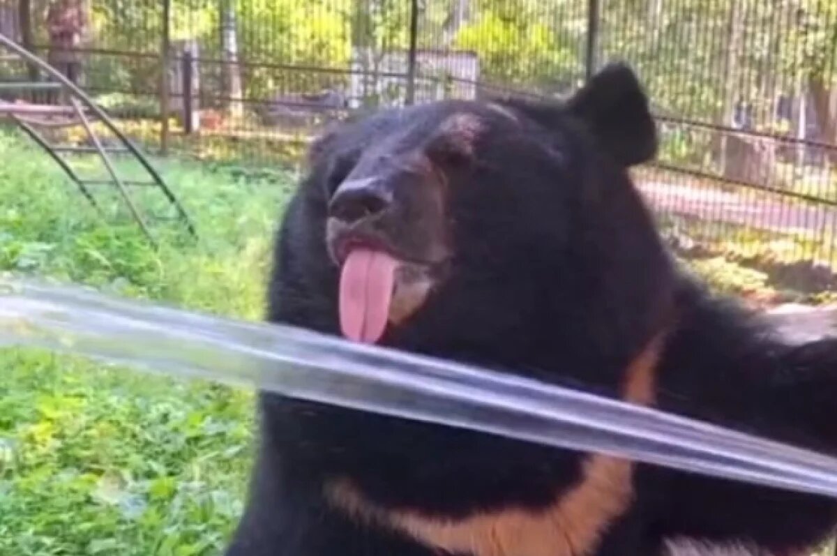    В Хабаровске жара, несмотря на дожди, а в зоосаде сплошной спа-день