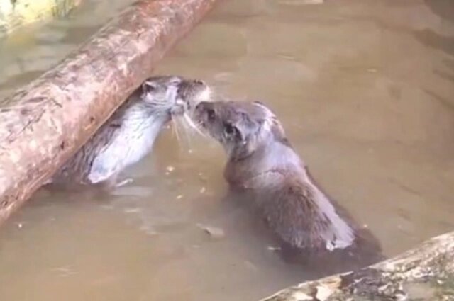     Фото: Telegram-канал «Зоосад "Приамурский"»