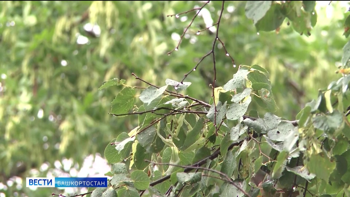    Синоптики дали прогноз погоды на июль в Башкортостане