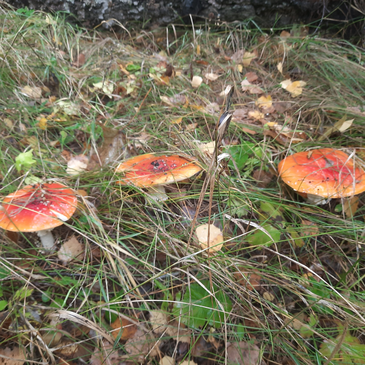 Чудесная полянка мухоморов