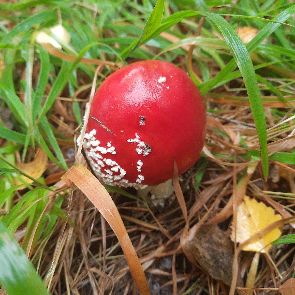 Само совершенство, жаль ядовитый