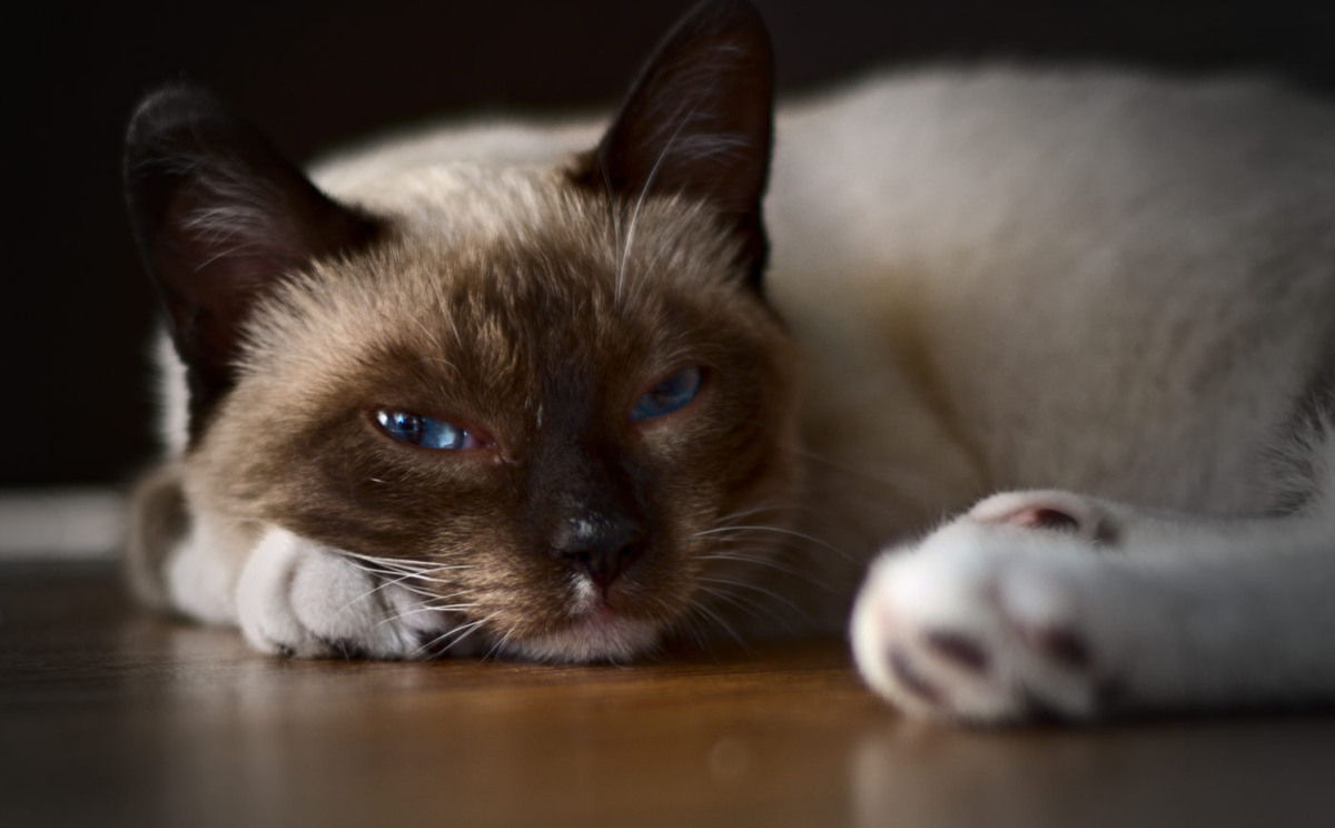 Картинка для привлечения внимания. Говорят все любят котов. Вот и проверим. ;-)