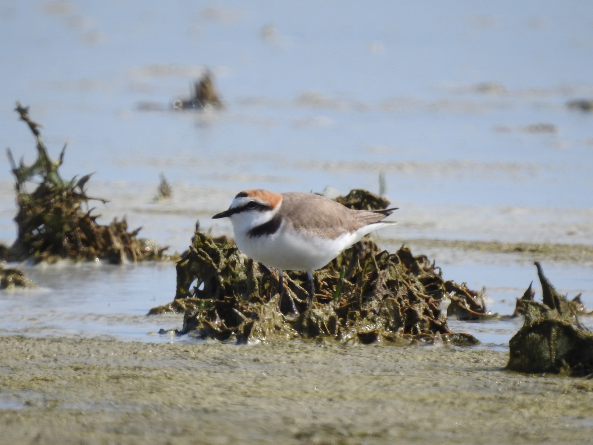 Морской зуек, фото автора