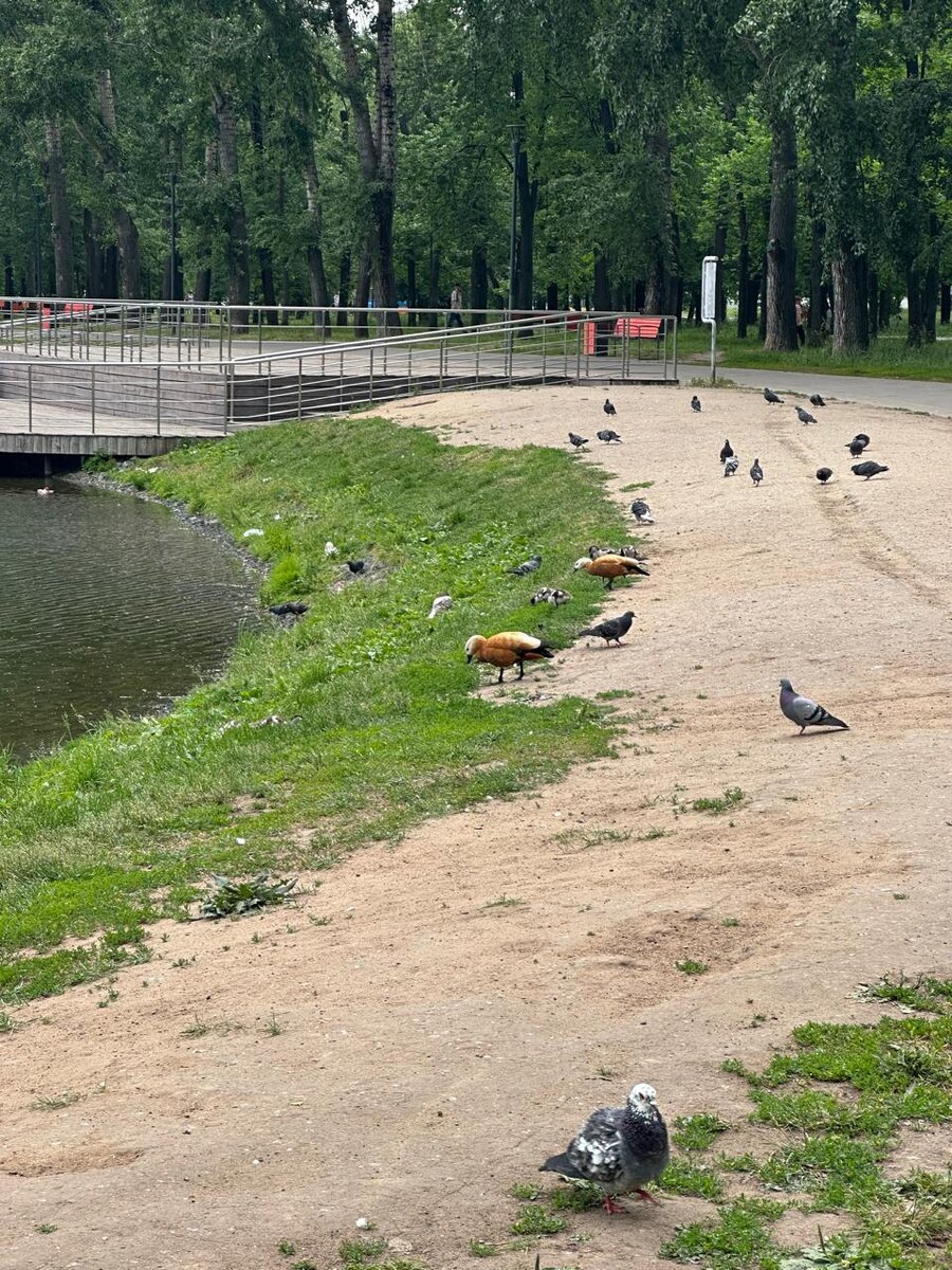 Милое утиное семейство