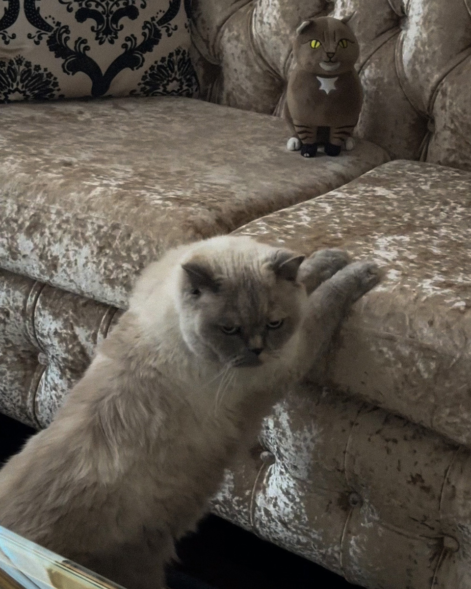 Рита и игрушка Барсика