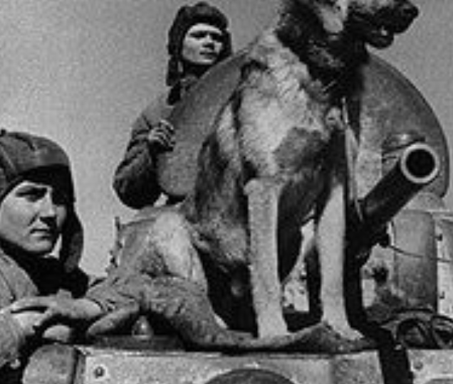 Единственная собака, которая получила медаль «За боевые заслуги»