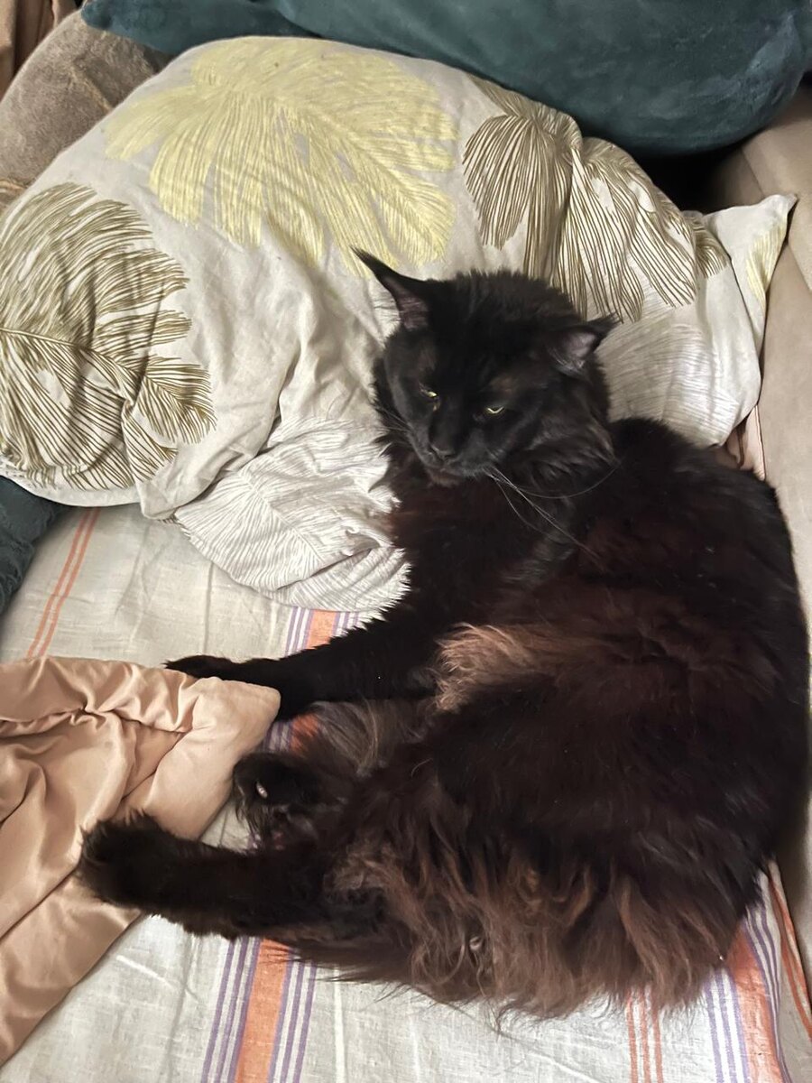 Фото автора кот-Бегемот ну куда уже без него 