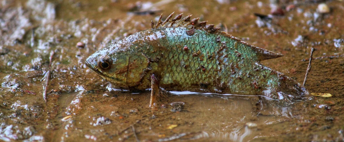 Анабас и Илистый пругун