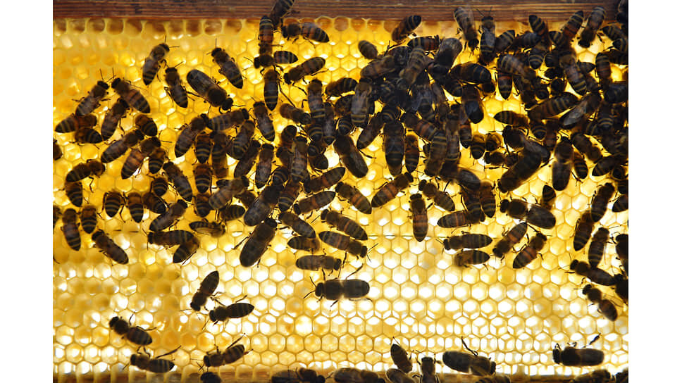 Рой пчел на частной пасеке в селе Агинское Красноярского края.📷Фото: Влад Некрасов / Коммерсантъ