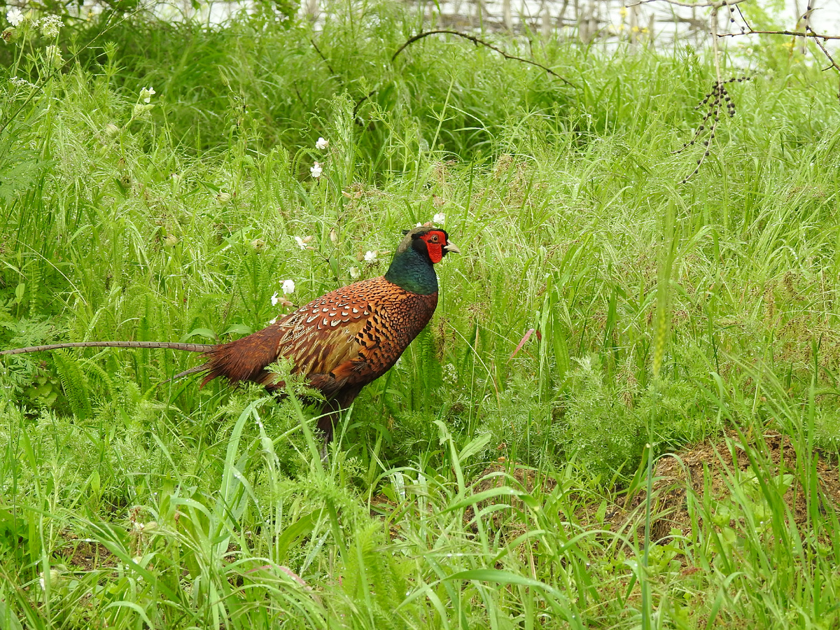 Фазан-пофигист, фото автора