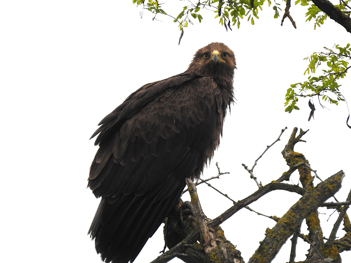 Малый подорлик, фото автора