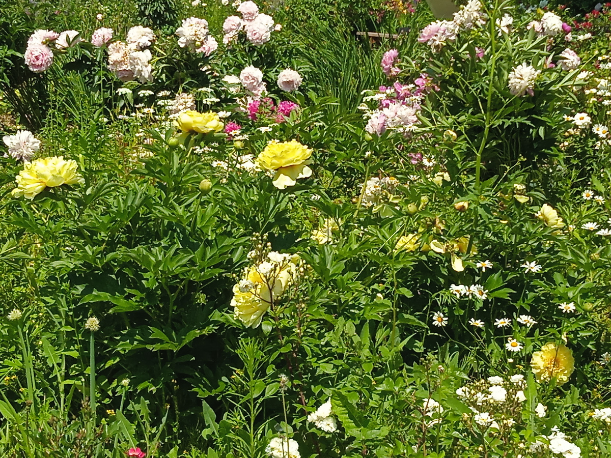 Пионы всех цветов на клумбе ботанического сада.