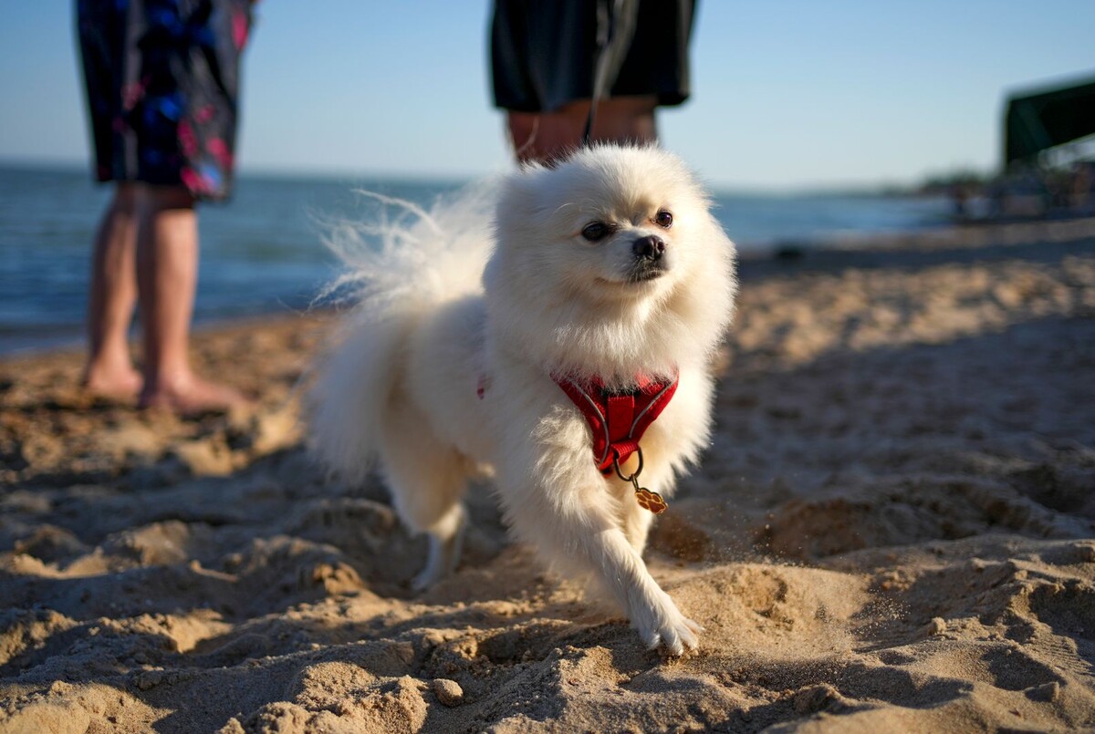     / Источник: © ИЗВЕСТИЯ/Дмитрий Коротаев