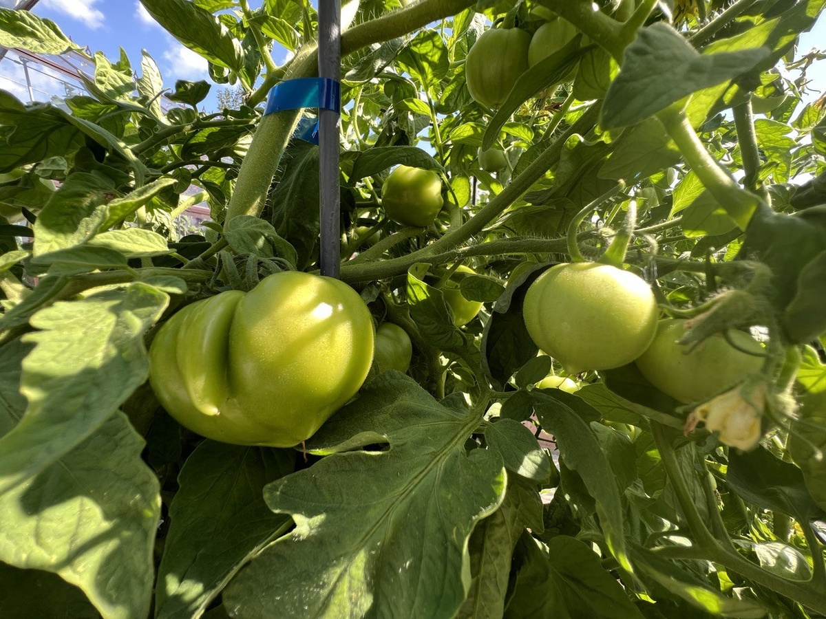 Фото автора канала Дом с кипарисами