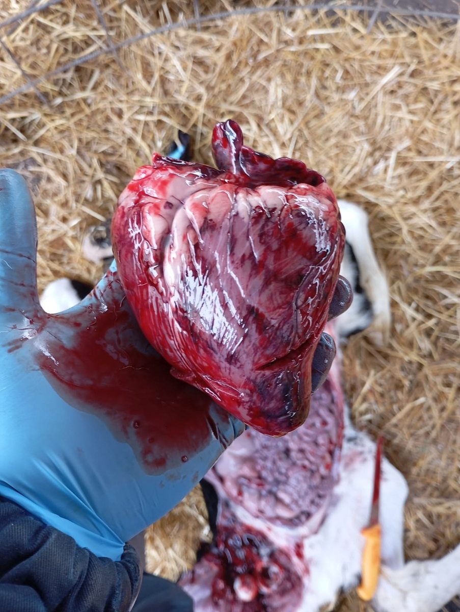 на фото отчетливо видно кровоизлеяния