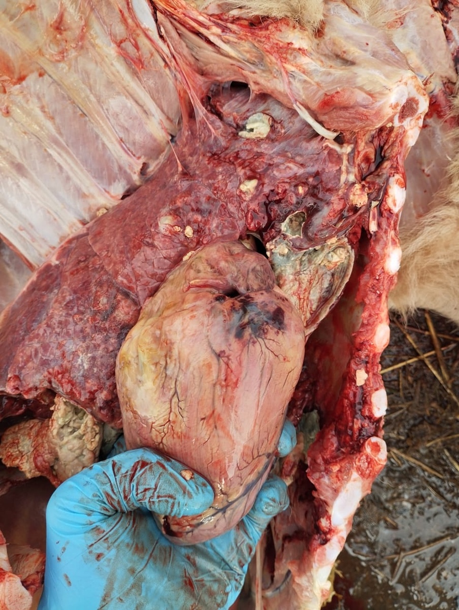 причина инфаркта на фото - инфекция