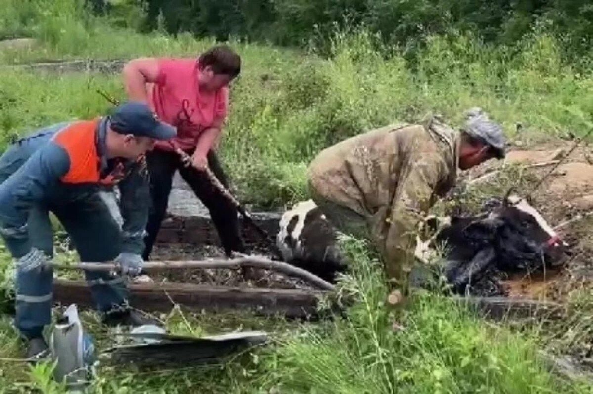    Битумная ванна коровы превратилась в операцию спасения МЧС ЕАО