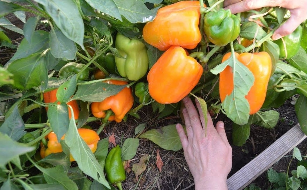 Здоровые и сочные перцы должны выглядеть так