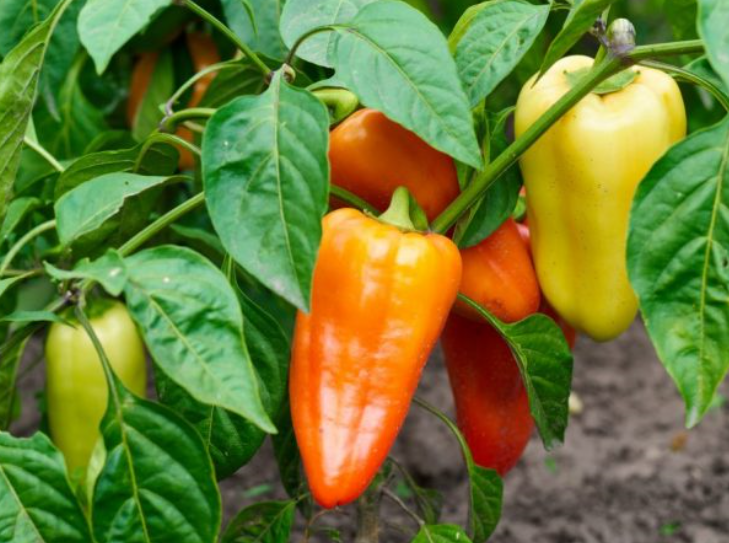 Перцы, которым обеспечили должное питание и уход, выглядят так