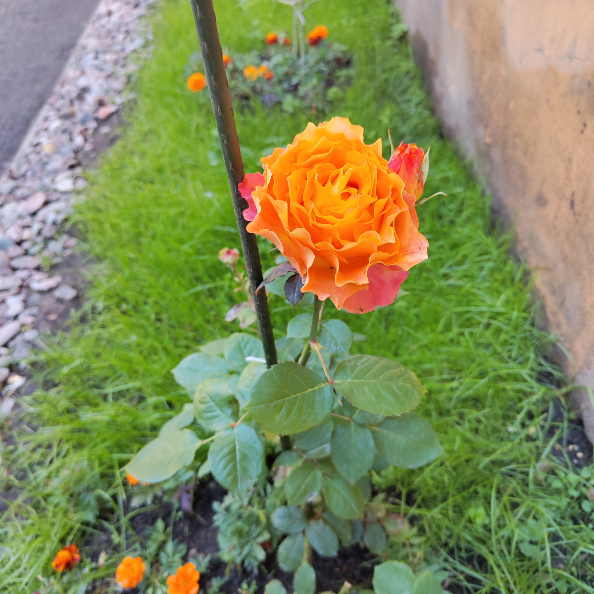 Лето в городе