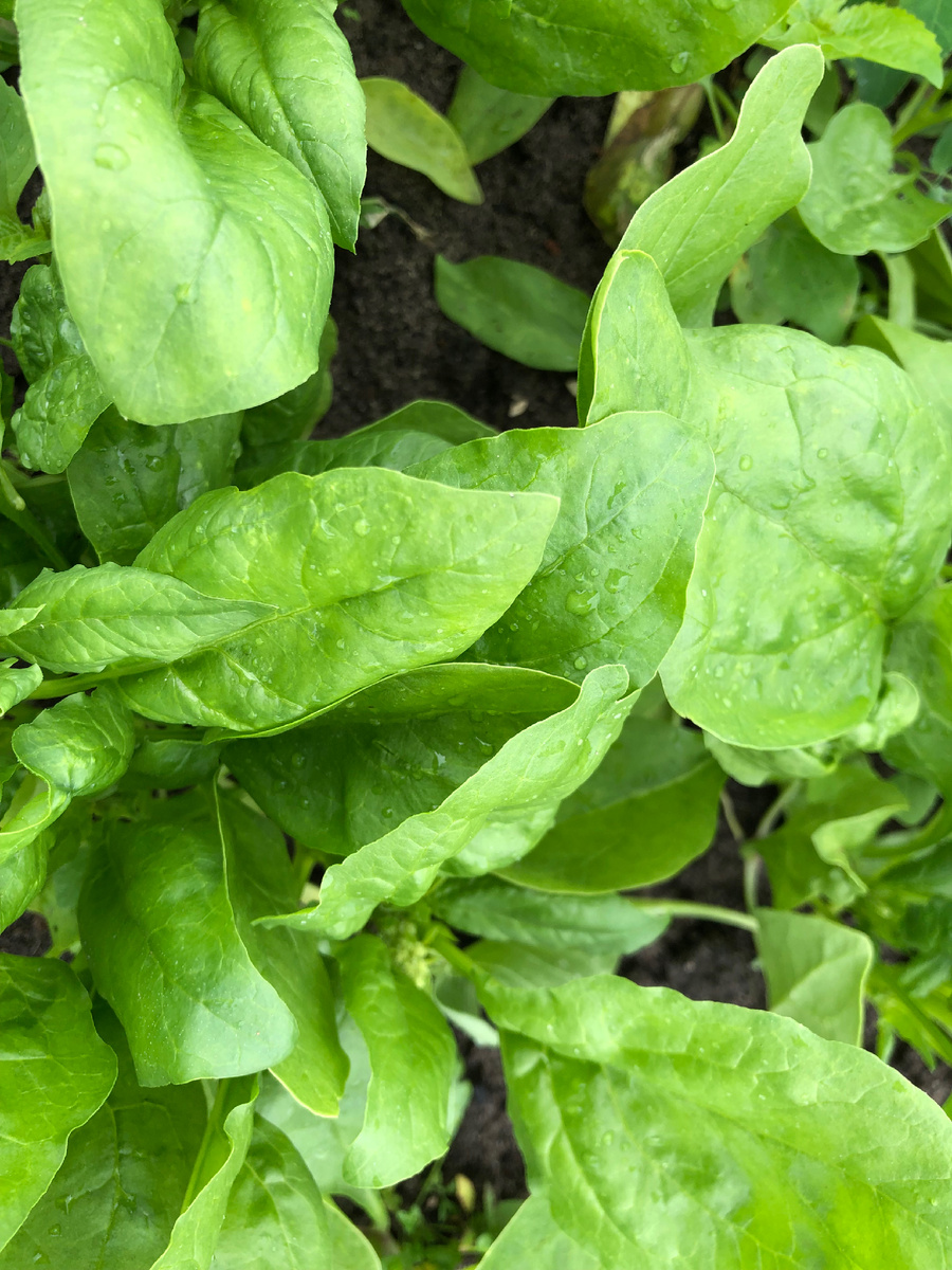 Шпинат сорта Великан с моего огорода