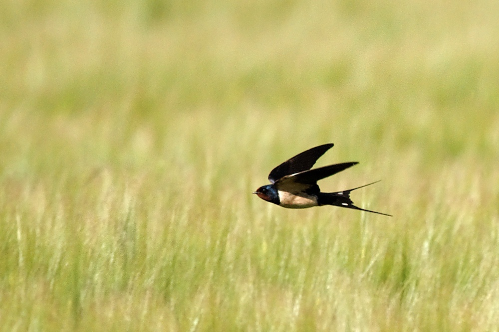 Изображение взято с сайта https://upload.wikimedia.org/wikipedia/commons/8/85/Hirundo_rustica_hunting.jpg