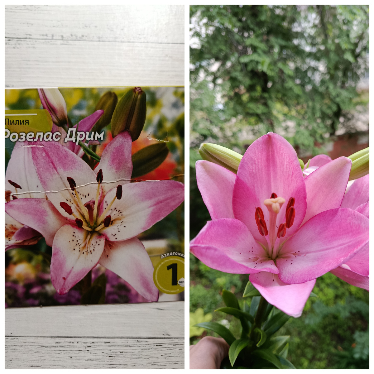 Коллаж автора