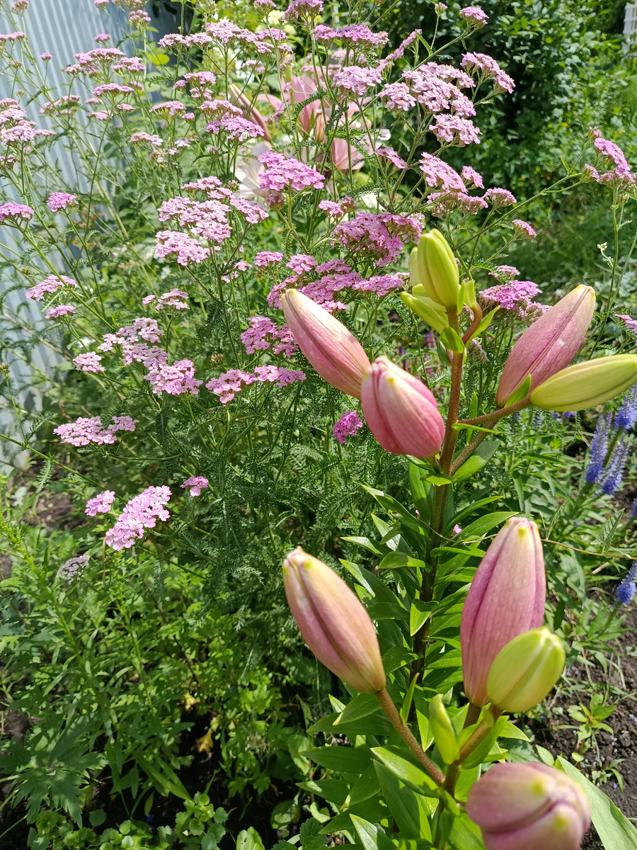 В стадии бутонов