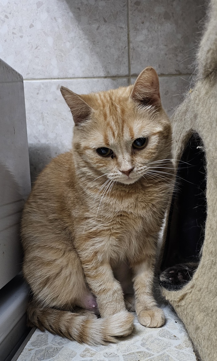 Фото автора. Ясиния болеет фип.