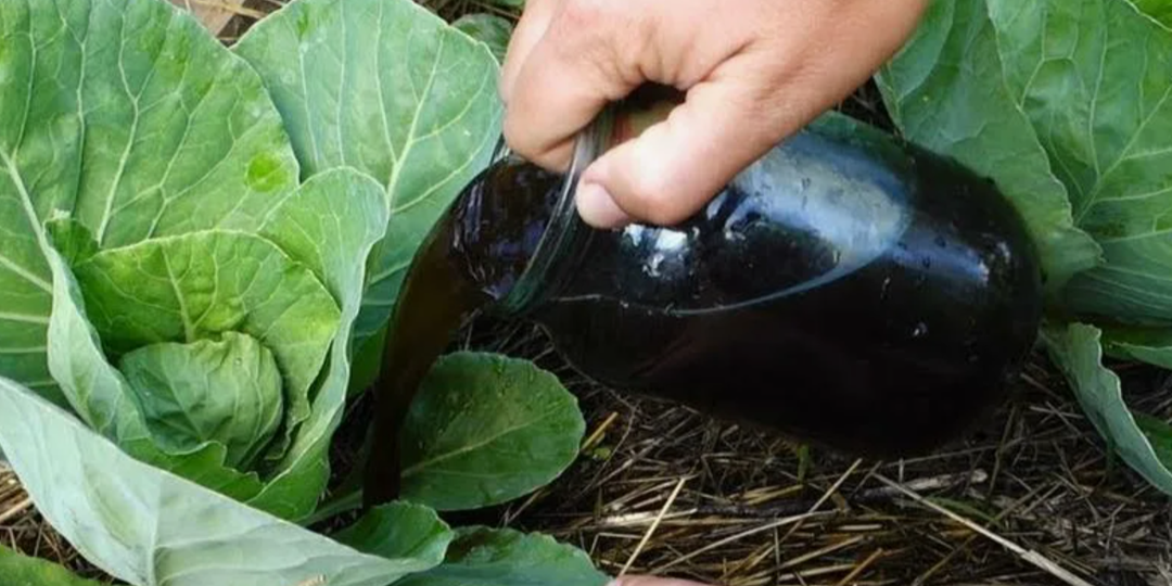 Капуста не завязала кочаны? Ошибка всех дачников: почему ваша капуста не растет и как это исправить