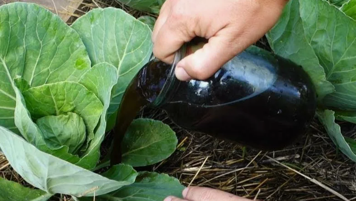 подкормка для завязывания кочанов у капусты