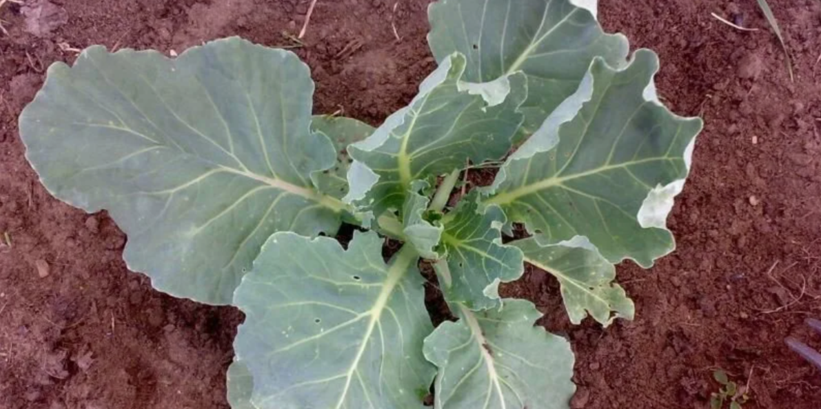 капуста начинает завязыввать кочан