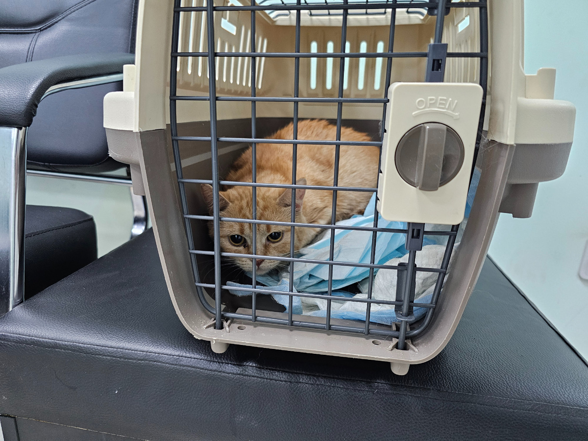 Фото автора. Ясиния заболевшая фип.