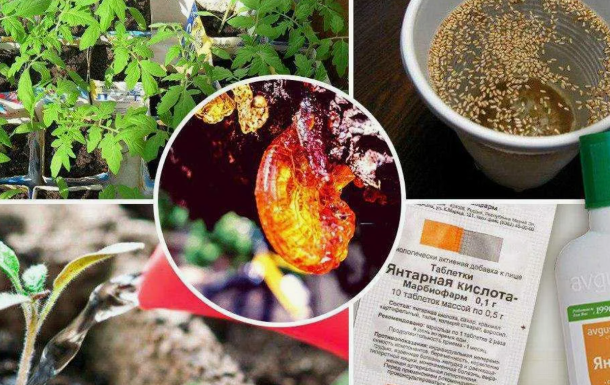 применение янтарной кислоты