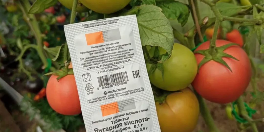 Как вырастить рекордные помидоры: янтарная кислота — секретный стимулятор урожая