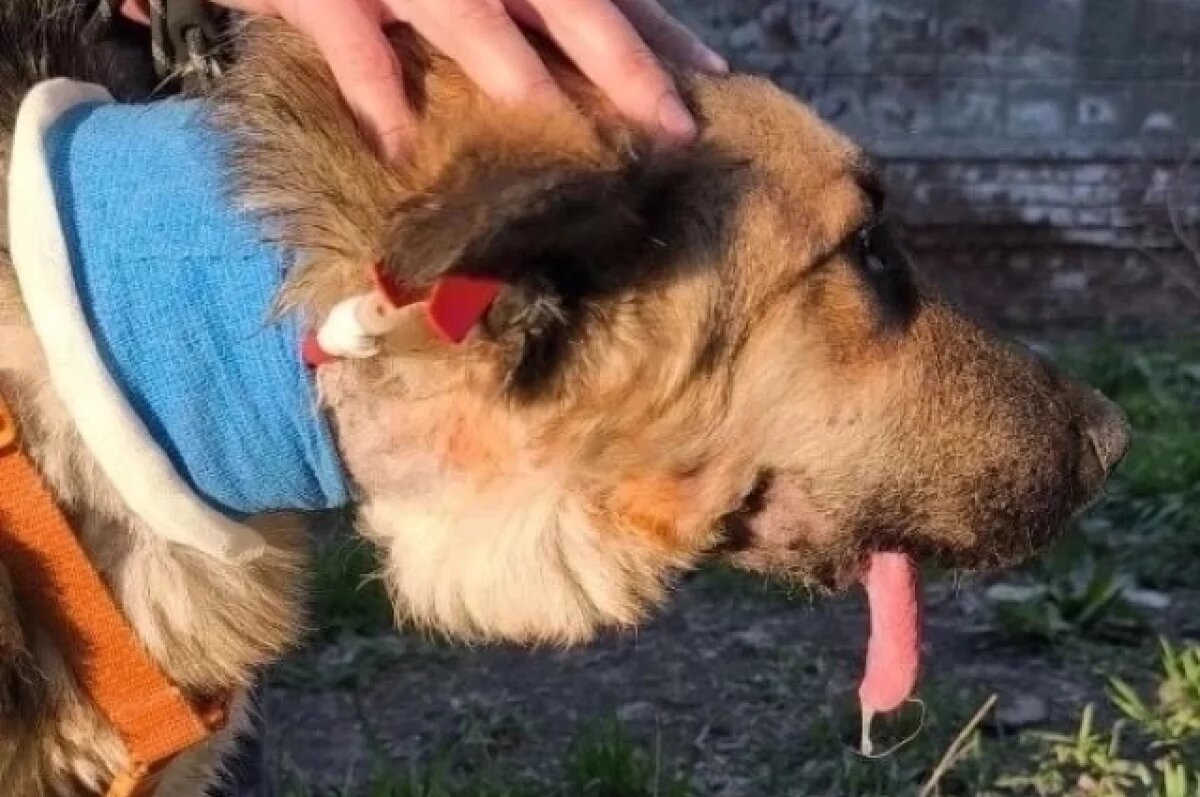    У Альмы нет почти половины нижней челюсти.