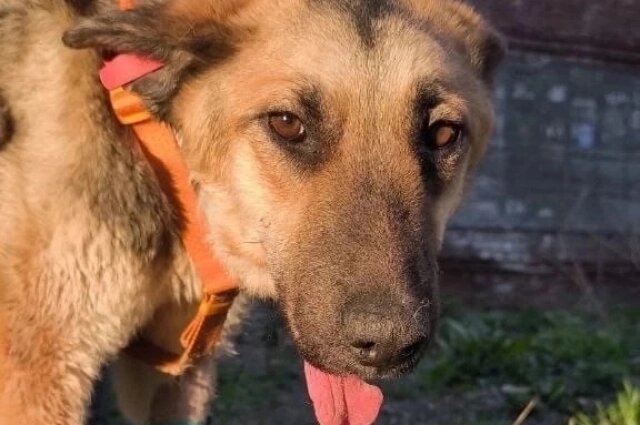    Альму бросил хозяин, долгое время она скиталась. Фото: Животные в добрые руки. Новосибирск