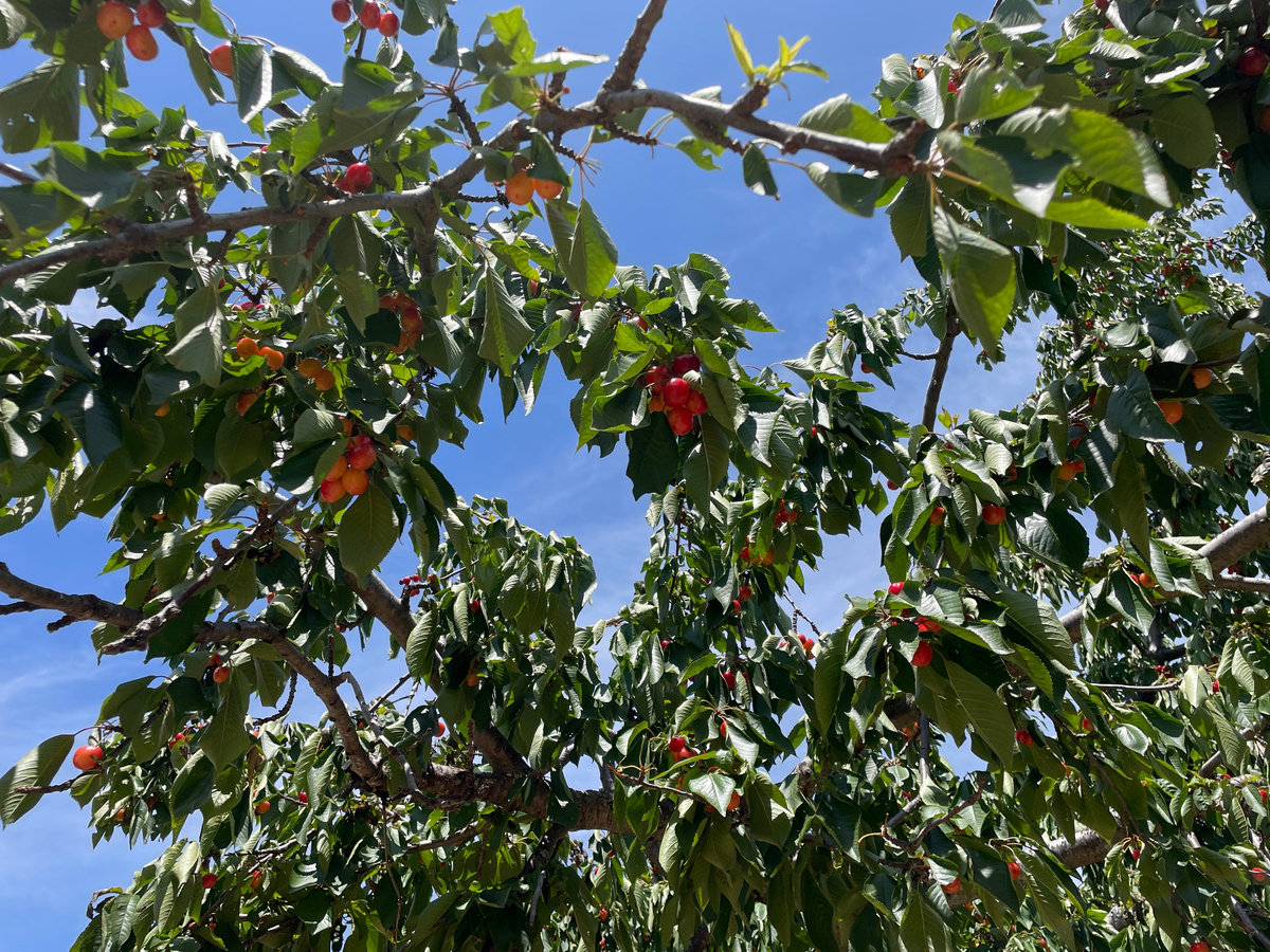 Это светлый сорт черешни